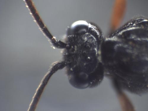 Réf. 333 267 : Phaenolobus terebrator